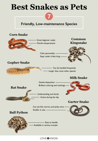 Snakes as Pets: Complete Guide to Ownership and Care