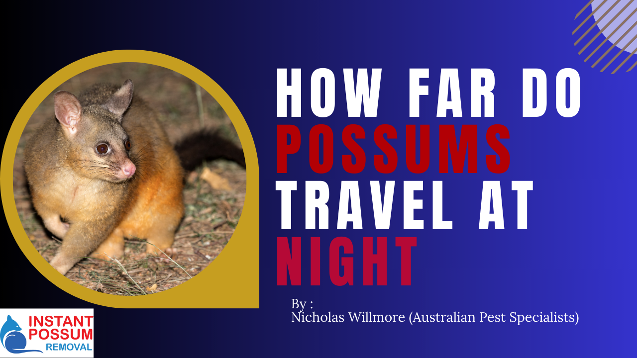 Possum Homing Behavior: Understanding Their Return Journey Capabilities