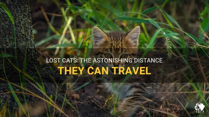 Lost Cats: How Far They Can Travel and Finding Your Way Back Home