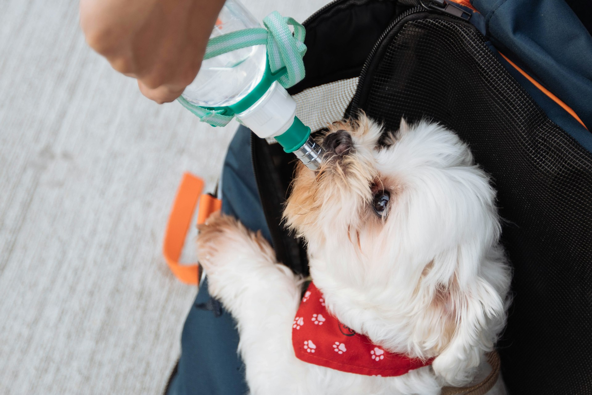 Why Vaccination Is Essential for Modern Pet Care: Protecting Pets and Communities