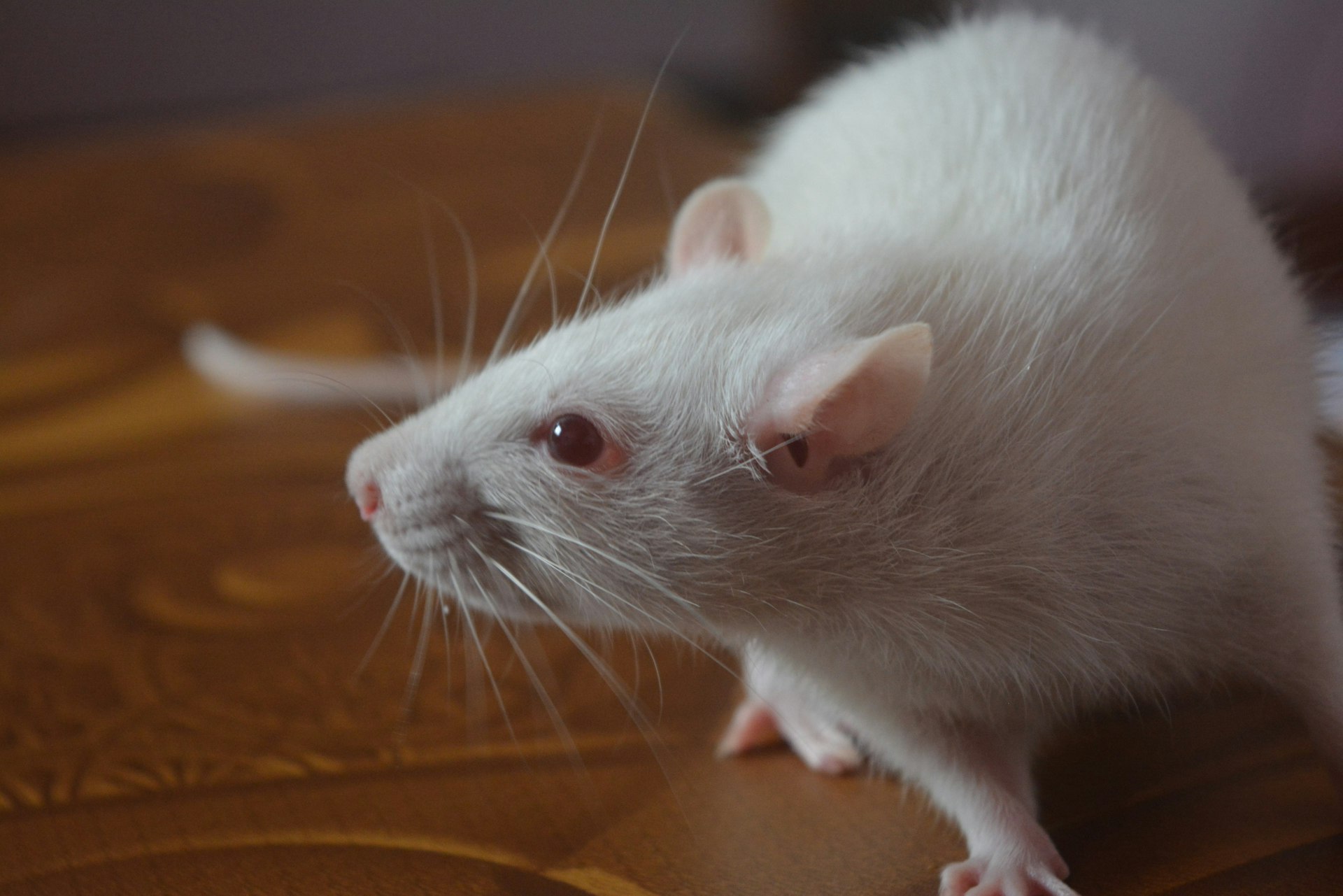 Genetic Consequences of Overbreeding in Pets: Risks, Realities, and Responsible Solutions