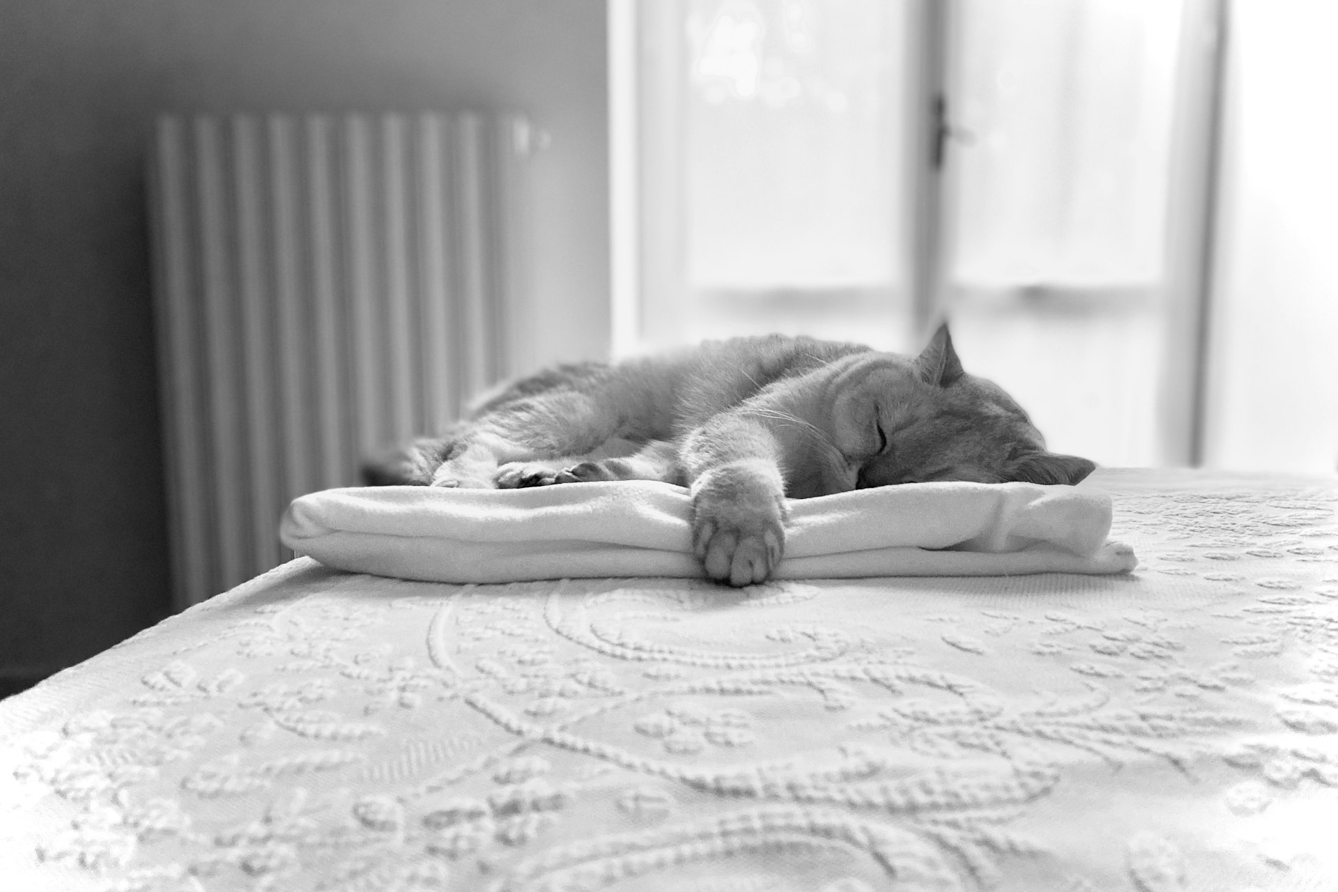 Eco-Conscious Pet Bedding Alternatives: Sustainable Comfort for Your Companion