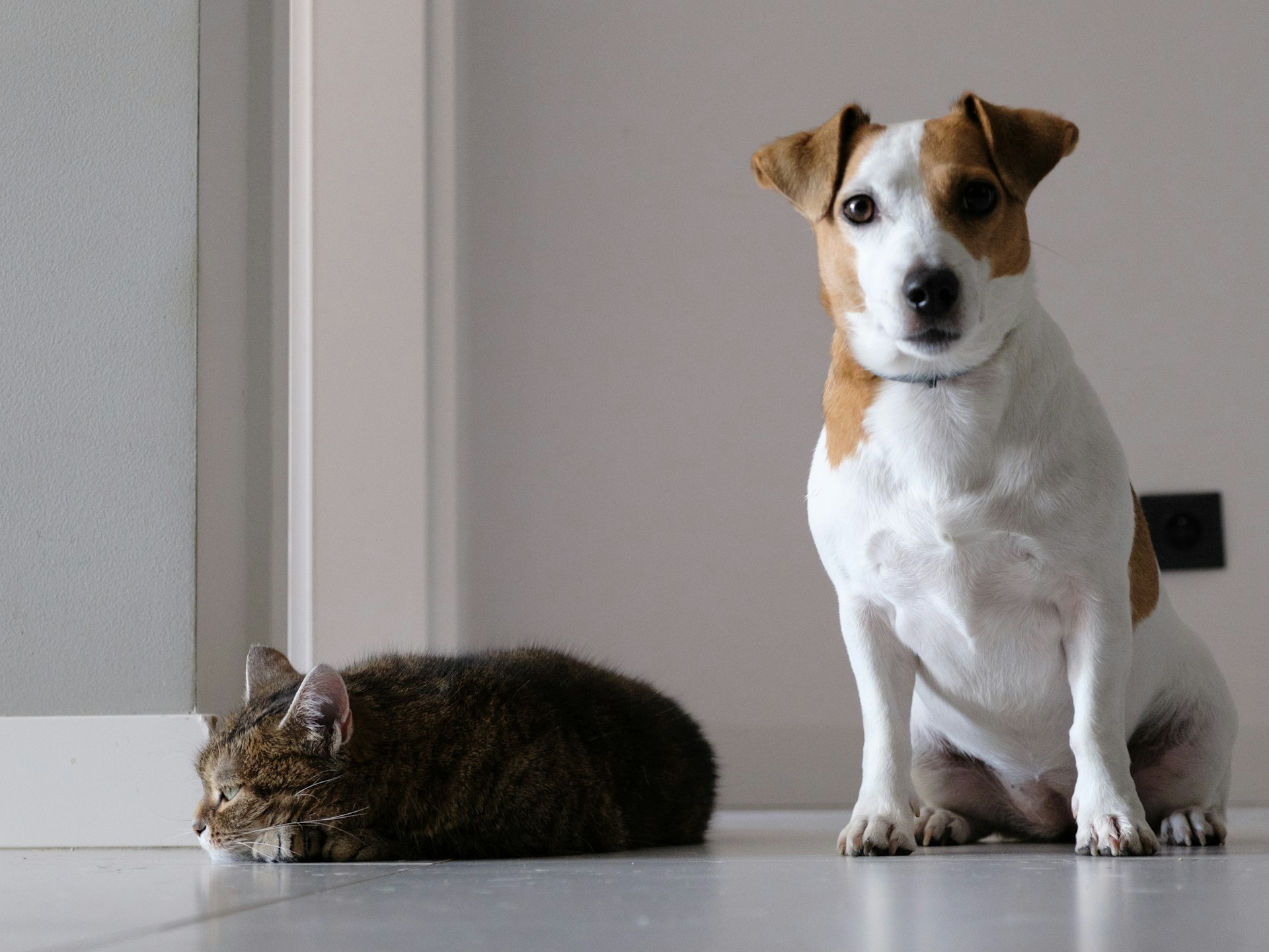 Protecting Your Pets: Why Emergency Preparedness Matters for Every Pet Owner