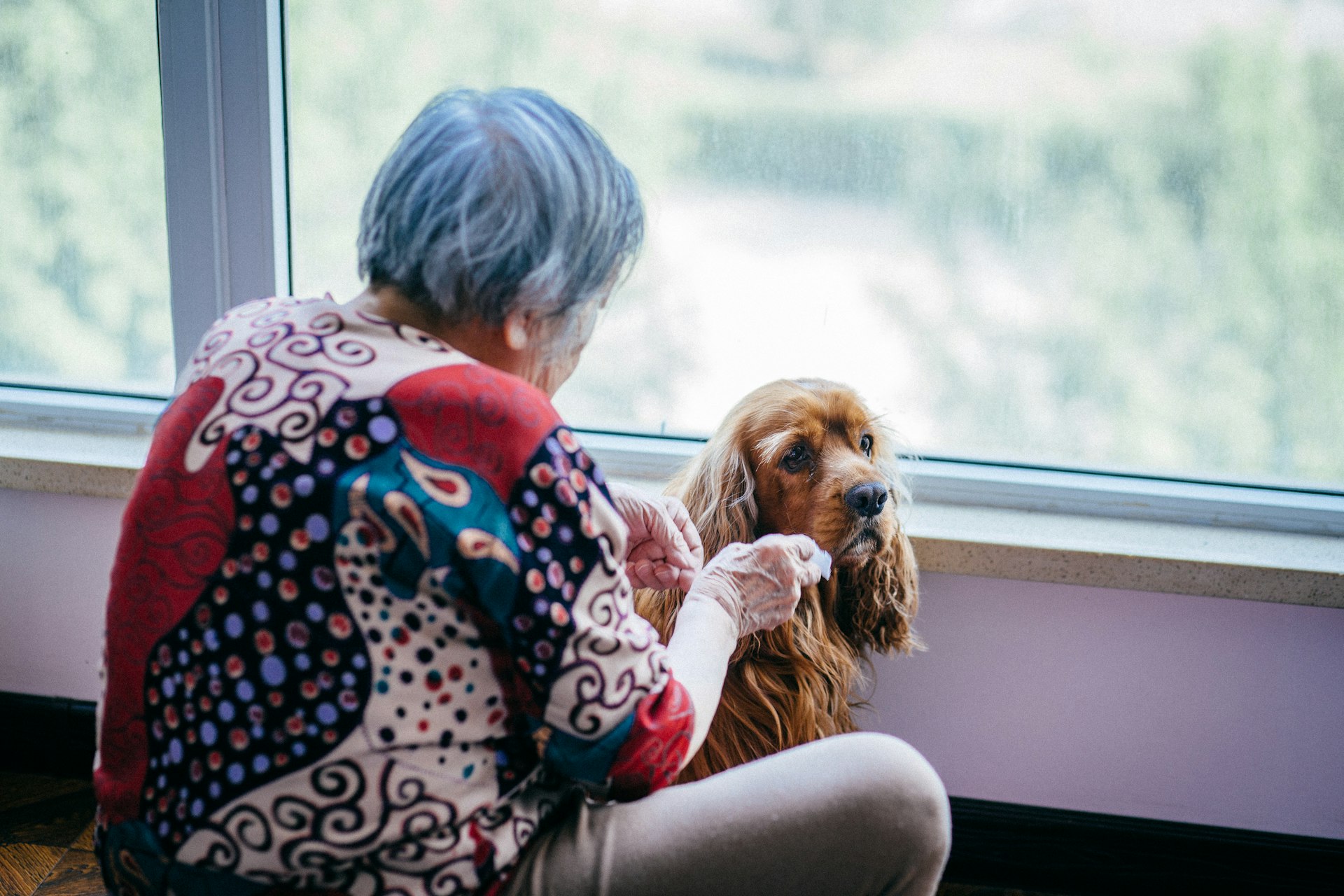 How Aging Affects Pet Cognitive Abilities: What Owners Need to Know